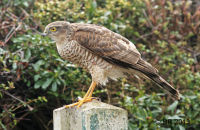 Sparrowhawk (Accipiter nisus) 3