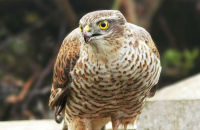 Sparrowhawk (Accipiter nisus) 2