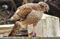Sparrowhawk eating an unfortunate Dunnock  (Accipiter nisus) 1