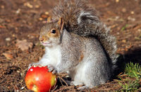Grey Squirrel eating an apple (Sciurus carolinensis)