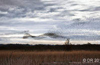 Swirling patterns in response to a Peregrine Falcon attack
