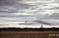The starling murmurations form swirling clouds in the sky as they seek to avoid predators