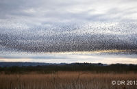 The murmuration becomes a dense cloud of birds as the starlings drop down toward the reedbed