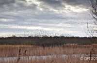 The starling murmuration seems to drift along the reedbed as millions of birds seek a suitable roosting spot