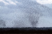Once again, a huge murmuration of starlings starts to drop down into the reed-bed.