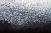 Fewer raptors (2013) causing evasive manoevers, but even more starlings.