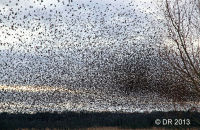 A truly breathtaking sight (and sound) as the murmuration seems to drop out of the sky