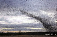 Starlings