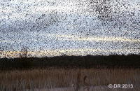 'Raining starlings'