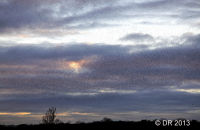 Millions of starlings gathering in the sky above the roosting area