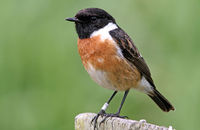 Stonechat (Saxicola rubicola)