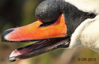 Mute Swan in close-up (Cygnus olor)