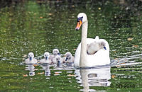 Mute Swan family (Cygnus olor)