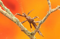 (i) Giant Spiny (Thorny) Stick Insect (Eurycantha Calcarata)