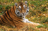 (i) Amur Tiger  'Dominika'  (Panthera tigris altaica)