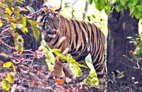Bengal Tiger (Panthera tigris tigris) 9
