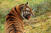 (ii) Amur Tiger 'Dominika' (Panthera tigris altaica)