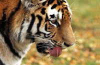 (iii) Amur Tiger 'Dominika' (Panthera tigris altaica)