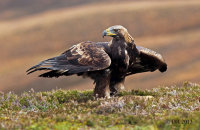 (iii) Golden Eagle (Aquila chrysaetos)