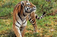 (iv) Amur Tiger 'Dominika' (Panthera tigris altaica)