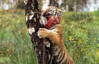 (viii) Amur Tiger cub with dinner (Panthera tigris altaica)