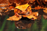 False Tomato-Frog (Dyscophus guineti) 1 'Beef'