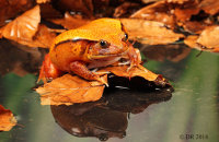False Tomato-Frog (Dyscophus guineti) 2 'Beef'
