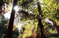Australian Tree Ferns (Cyathea australis) Victoria