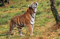 (v) Amur Tiger 'Dominika' (Panthera tigris altaica)