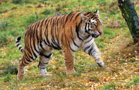 (vi) Amur Tiger 'Dominika' (Panthera tigris altaica)