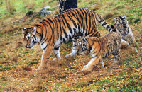 (vii) Amur Tiger 'Dominika' (Panthera tigris altaica) with her cubs