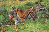 (ix) Amur Tiger cub with dinner (Panthera tigris altaica)