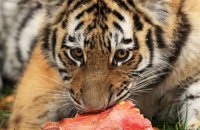 (x) Amur Tiger cub with dinner (Panthera tigris altaica)