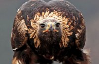 (iv) Golden Eagle (Aquila chrysaetos)