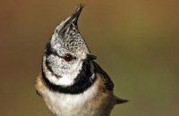 (v) Crested Tit  (Lophophanes cristatus)