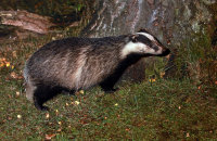 (v) European Badger (Meles meles)
