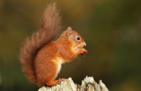 (v) Red Squirrel (Sciurus vulgaris)