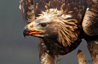 (v) Golden Eagle (Aquila chrysaetos)