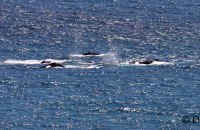 Migrating Humpback Whales (Megaptera novaeangliae) 2