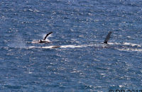 Migrating Humpback Whales (Megaptera novaeangliae) 1 Seen from the walks around Cape Naturaliste, W.A.