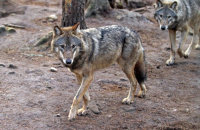 (i) European Grey Wolf  (Canis lupus)