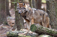 (ii) European Grey Wolf  (Canis lupus)