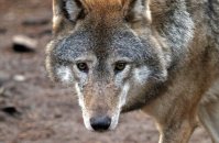 (iii) European Grey Wolf  (Canis lupus)