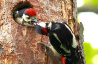 Great Spotted Woodpecker (Dendrocopos major) (4) Feeding a chick