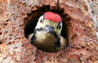 Great Spotted Woodpecker chick