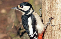 Great Spotted woodpecker (Dendrocopos major) (3)