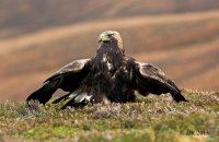(vi) Golden Eagle (Aquila chrysaetos)