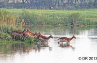 Fallow Deer crossing a shallow lake ( Dama dama) 1
