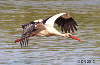White Stork (Ciconia ciconia)