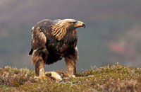 Aviemore, Scotland (Photographers on Safari)